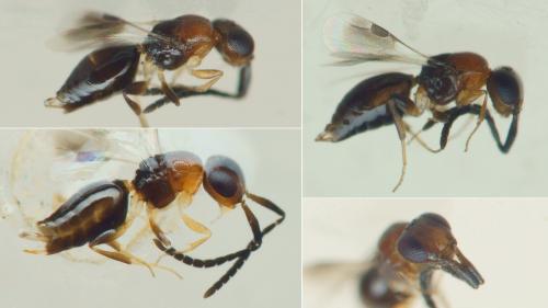 Dendrocerus sp.